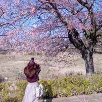 小豆沢 (@azkuragetea0430) 's Twitter Profile Photo