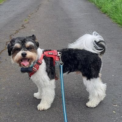 Malteser/Yorkie
*08.10.2021.
Flitzeflausch
Neffe von @Amyauf3Beinen. Fussel von @StreunerTiffany. Enkelhund von @aucheinwunder.
Nervsack von @kopfvollknete