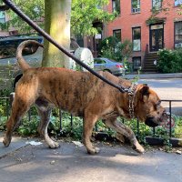 JustHere4theDogs (@jh4tdogs) 's Twitter Profile