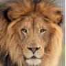CJordan_ES's profile picture. Lions today; Leaders tomorrow!