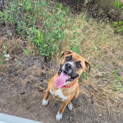 DaveHoskins20's profile picture. Dragon Believer