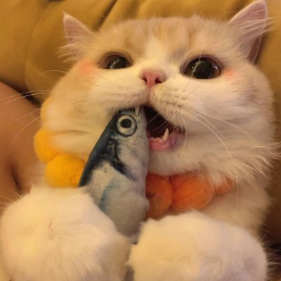 TamsuiBreeze's profile picture. ルピンの花が咲く場所、海風がとても心地よい。