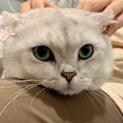 Sam63292015's profile picture. 不是gay 大学生#0769