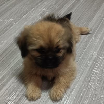 ZAYN37741's profile picture. 