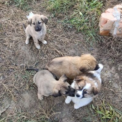 nanigopal848983's profile picture. #NGO ❖,❖

Save Drive Save Life 🚘https://t.co/OfDv4y0mt8 Solix Hasbiland HUDL  🧙‍♂️https://t.co/mSMVAcXPuy 「☄️G☄️」🍊,💊 (❖,❖) Nitrograph