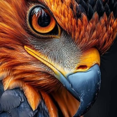 ZaherKamal71952's profile picture.