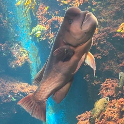 takumafakuma225's profile picture. 