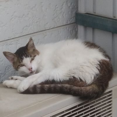 psyMee31's profile picture. もう少し力を抜いて生きていきたいな🐾
無言フォローごめんなさい💦
好きなものなどは固定ツイート見てくだされ！
【開示すべきCOIはありません】