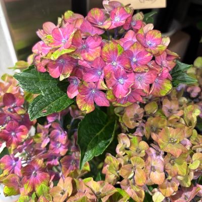 ある日突然大切にしていた音楽垢のアカウントにログインできなくなりました。新しいアカウントなのでこれから自分が気になった方お迎えにいきますので良かったらフォロバお願いします🙇♀️