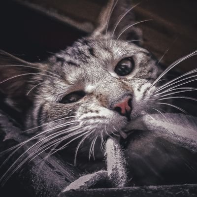 MariGrohl_'s profile picture. 