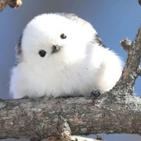 ツッチー (@tmlzijdvwq1891) 's Twitter Profile