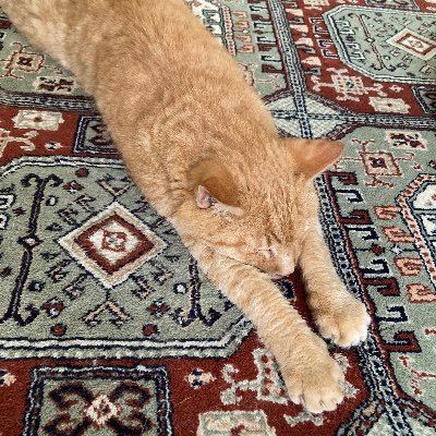 ringorirankan's profile picture. 社会保障費削減
中国の猫拷問を禁止
今はこれが目標