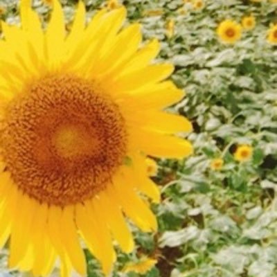 MIKA2023mika's profile picture. 2024年12月からお勉強開始！の初心者です🔰2025年6月からの個人用デイトレ記録です。一日4000円目指してます♡いつかは安定的に月に10万を目指したいです︎💕︎たまにポイ活。