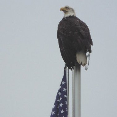 mejohns72's profile picture. Faith & Family Always!, ‘Merica, Baseball, Football, Basketball, Huntin, Fishin, Rock Chalk Jayhawk!, Lets Go Royals!, Chiefs Kingdom!