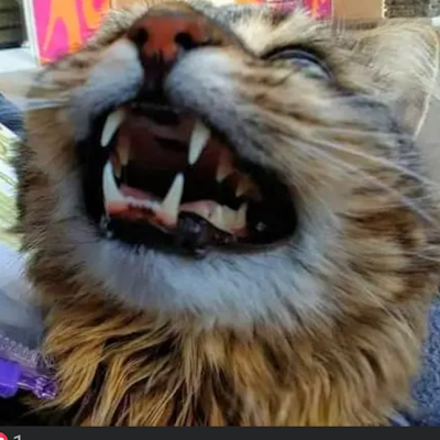 TIPPOLIRHONDA's profile picture. 