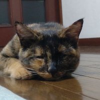 琉維 (@ru_pyoko_i) 's Twitter Profile