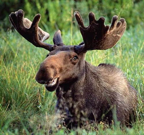 Hi my name is Melvin & im a MOOSE, i was born and raised in Moosville USA by a redneck family of moonshine makers.