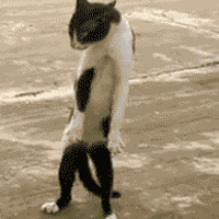 The Dancing Cat (@thedancingcat_) 's Twitter Profile