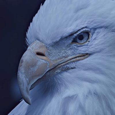 RandomVoice4522's profile picture. 