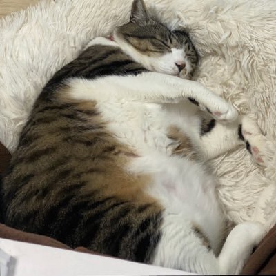 muttannnnn's profile picture. FX 兼業ゴールドトレーダーです。2025頑張るわ！最近、日本個別株投資も始めてみました。人生LV46。慢性膵炎です。膵臓癌の予備軍です。。。釣り好きです！！