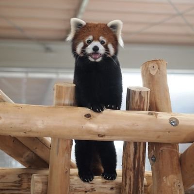 生き物が好きなので自分で撮った写真を紹介してます
趣味 スキューバダイビング
カブトムシ、クワガタ飼育
熱帯魚飼育 ナマズや古代魚、大型魚が好きです ドラゴンズファン カエル飼育