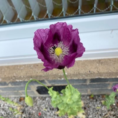 MaryDeas1's profile picture. ADULT HUMAN FEMALE - NOT CIS