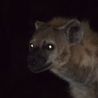 Faraji Bucchi (@dadbucchi) 's Twitter Profile