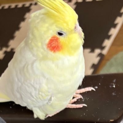 【迷い鳥】オカメインコ(ルチノー/オス)のコロスケを探しています。目撃、保護、似た鳥を拾って育ててる方はご連絡下さい。