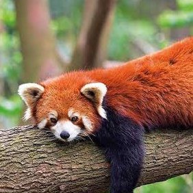 TheRedPanda104's profile picture. 