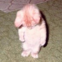anesteziSH (@anesteziae) 's Twitter Profile