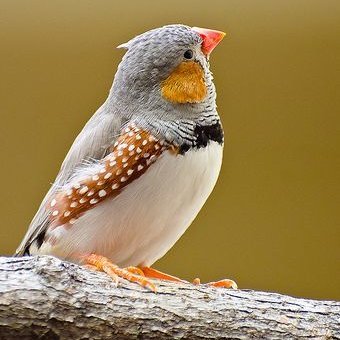 鳥とパソコン系が大好きです!
鹿児島に住んでいます。
CombatOnlineをしています!ユーザー名はPentium 4です。
↑このゲームとっても楽しいので、暇ならやってみてください!