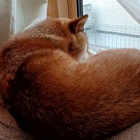 tomokazu (@tomokazu652) 's Twitter Profile