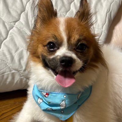 YOMOGIDON's profile picture. 🚨無断転載禁止🚨️よもぎ 5歳♂🐶茨城県『天使のパピヨン』生まれの埼玉県育ち。 飼い主は猫舌。ゲームは無課金派。深夜帯アニメ、海外ドラマ好き。エロ垢❌DM見ません！AI学習禁止