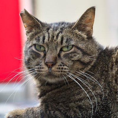 ぱさーと (@passatomaro) / X