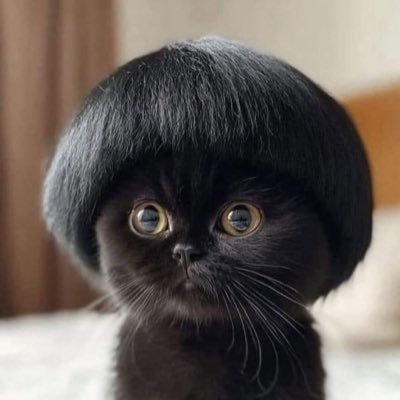 PL00306924616's profile picture. 