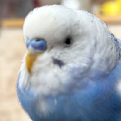 Ado、ファントムシータ(ほぼ箱の🩵)、翠已が好きの22歳です。主に推し活ポストですが仕事中に浮かんだしょうもない事も呟きますが特に気にしなくて良いです😏あと人見知り。無言フォロー失礼します😬
