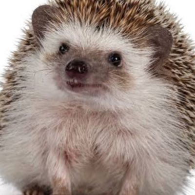 VyvYnspKYGzDE3q's profile picture. 姫森ルーナと轟はじめ推しです！ばんちょーとんなたんを中心に投稿していくのでどうぞ宜しくお願いします！※配信者経験ありリア友・みーちゃんです！！