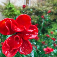 まるみ (@terpsichore_qi) 's Twitter Profile Photo