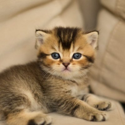 FOLLOW BACK 🔥🔄 I Love Animals.🦁🦅🐚 Takibe Takip Yapılır GT!💯💯💯💯💯