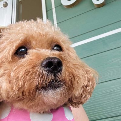 milk_pan9595's profile picture. 企業の採用課題解決に携わる者です🕊️採用コンサル兼RPO/求人媒体(カスタマーサクセス)/人材紹介(CA)/エンジニア採用/ITWeb業界