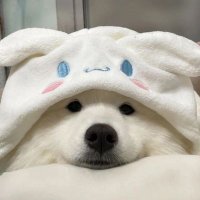 pingping (@_iampingping) 's Twitter Profile