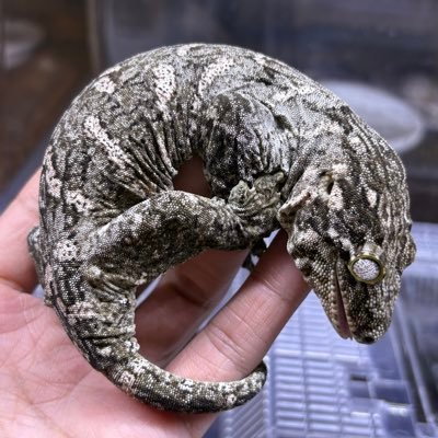 群馬県高崎市で爬虫類•エキゾチックアニマルの繁殖、販売をしてます。餌販売もありますのでご気軽にお越し下さい。第一種動物取扱業 第01-14 営業日 火水金土日 定休日 月木 営業時間 10:30〜18:00 駐車場複数有り。 お問い合わせの方はDM下さい。 従業員アカウント@shelter0611_