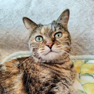 kurosukeee1's profile picture. 今の最推しは宝塚雪組、朝美絢さま！

   生ける宝石のあーさまを全力で応援中。