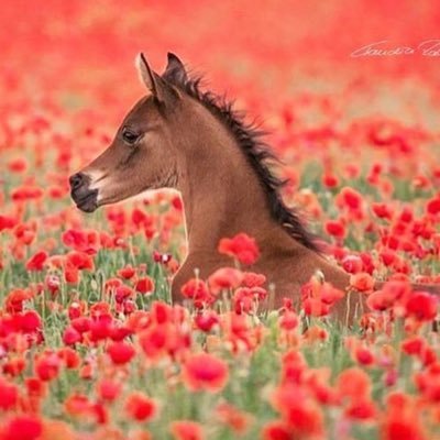 shiopose's profile picture. 