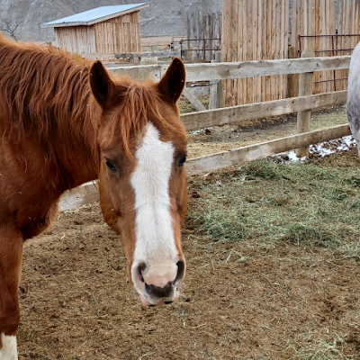 ChrisHu64142638's profile picture. 