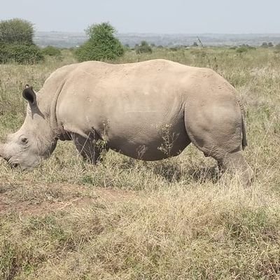 EACTRAVELBUDDY's profile picture. 