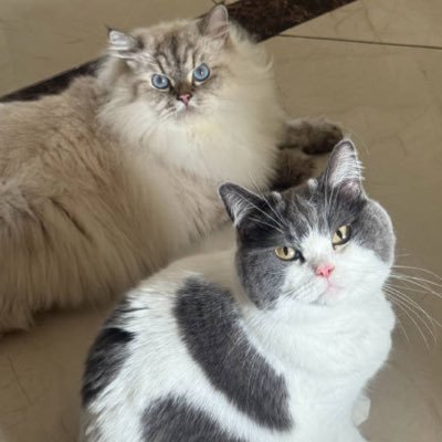 arajia2020's profile picture. とっくに成人済/🇹🇼≫🇰🇷≫🇨🇳👈イマココ/王星越/黄俊捷/敖瑞鹏/龚俊/方逸伦/宋威龙/张凌赫/刘学义/汪卓成/etc…推しが沢山渋滞中😇無言フォローすいません🥲人見知りですが…推しや色々と他愛もない事つぶやいてます🙏🏻気になる方にフォロー&いいね失礼します🙇🏻‍♀️中国語勉強中✍