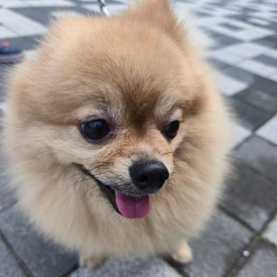 honey8574's profile picture. Dogala