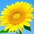 PiacerePianoL's profile image