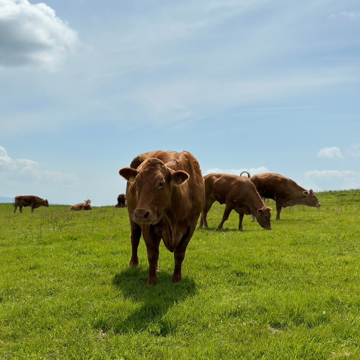 HiJax2712's profile picture. 